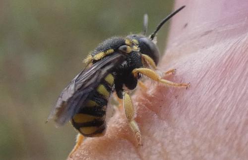 Réf. 290 872 : Anthidiellum strigatum